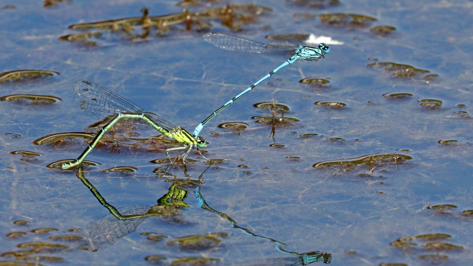 Libellen Botanischer Garten MünchenNymphenburg