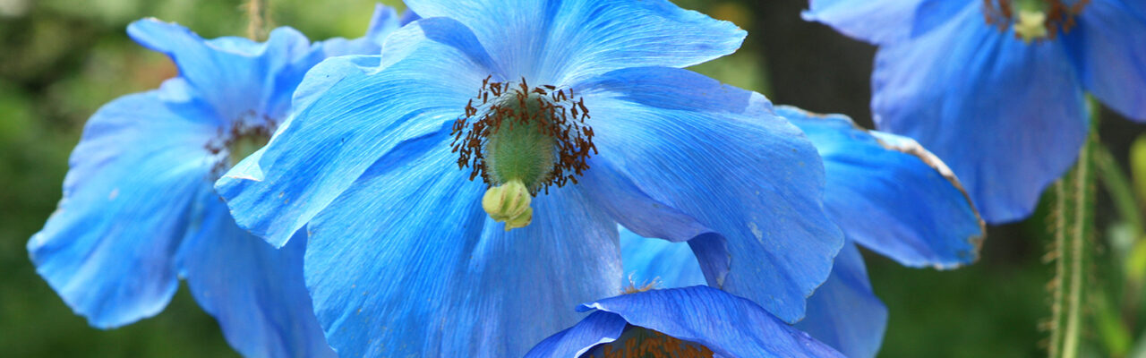 Der Bastard-Scheinmohn 'Lingholm' (Meconopsis x sheldonii) ist eine Rarität. Seine Blütenfarbe ist selten anzutreffen. Copyright: Jenny Wainwright-Klein