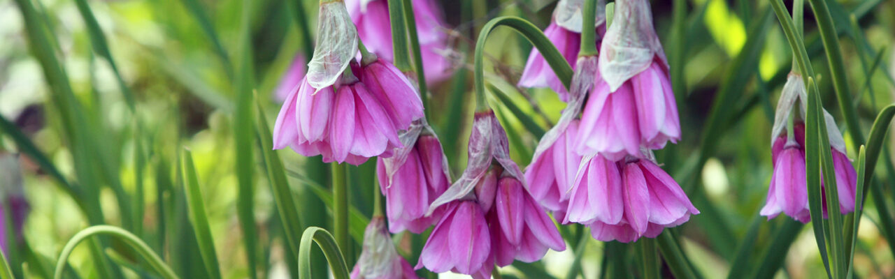 Narzissenblütiger Lauch, auch Narzissen-Lauch genannt (Allium narcissiflorum). Copyright: Jenny WainWright-Klein