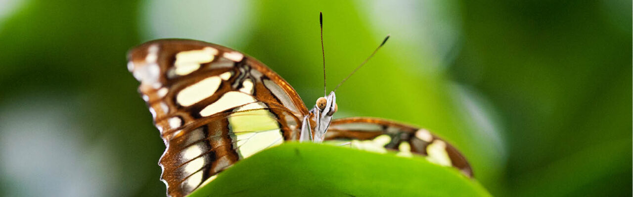 Malachitfalter (Siproeta stelenes) © Thomas Zeidler