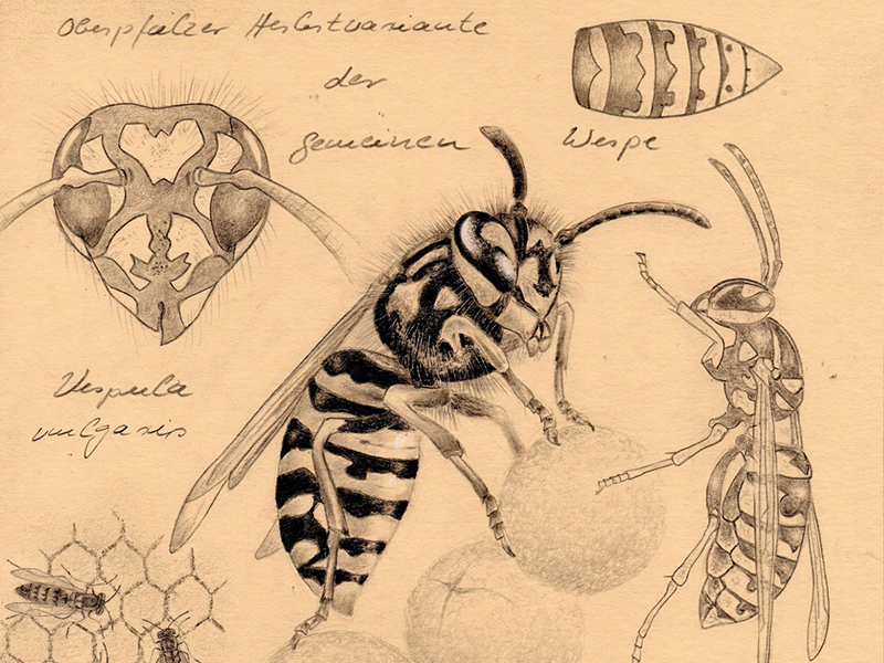 Bleistift-Zeichnungen von Hein Schmid zeigen eine Wesepe sowie ihren Kopf, ihren Unterleib, Wespen auf Waben und eine Wespe von der Seite. 