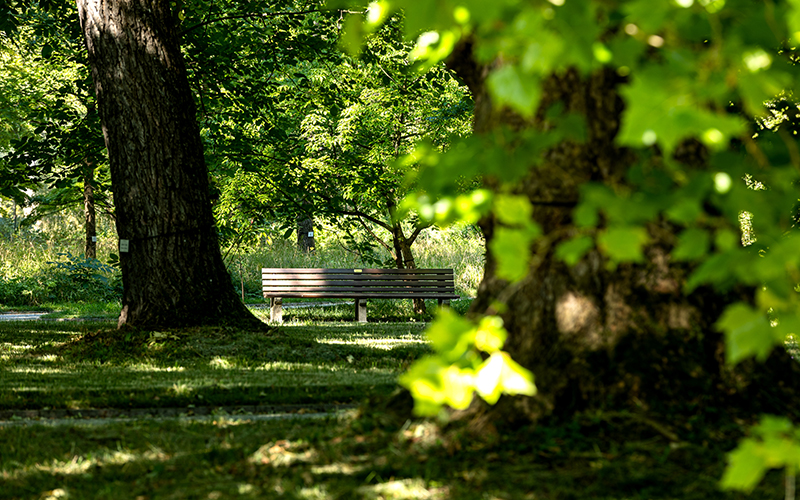 Eine Holzbank im Schatten der Bäume. Foto: Max Winkler