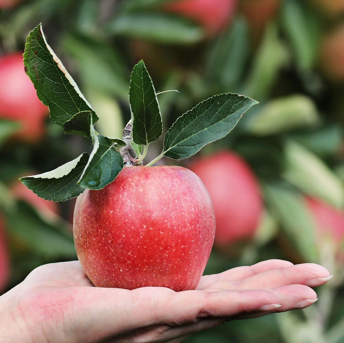 Unterrichtsmodul: Obst, Beeren, Nüsse