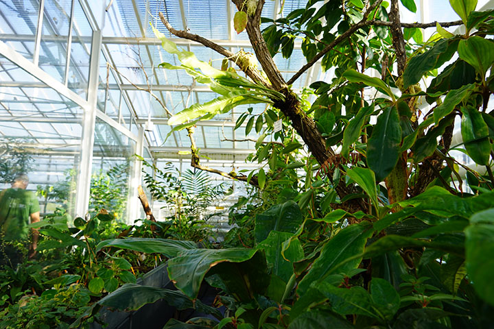 Pflanzen im Kamerun-Haus. Foto: BotMuc/Diana Geier